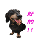 Happy Dog's Life2（個別スタンプ：19）