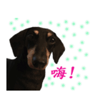 Happy Dog's Life2（個別スタンプ：20）