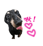 Happy Dog's Life2（個別スタンプ：21）