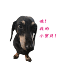 Happy Dog's Life2（個別スタンプ：23）