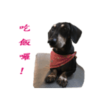 Happy Dog's Life2（個別スタンプ：24）