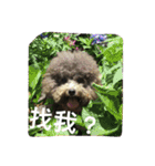 Tomoyo's DOGS（個別スタンプ：1）