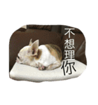 Tomoyo's DOGS（個別スタンプ：2）