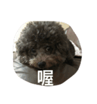 Tomoyo's DOGS（個別スタンプ：3）
