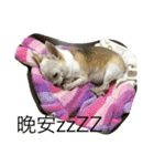 Tomoyo's DOGS（個別スタンプ：4）