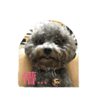 Tomoyo's DOGS（個別スタンプ：5）