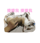 Tomoyo's DOGS（個別スタンプ：7）