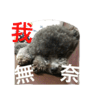 Tomoyo's DOGS（個別スタンプ：8）