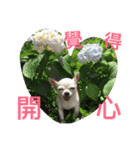 Tomoyo's DOGS（個別スタンプ：9）