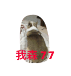 Tomoyo's DOGS（個別スタンプ：10）