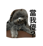 Tomoyo's DOGS（個別スタンプ：11）