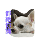 Tomoyo's DOGS（個別スタンプ：13）