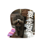 Tomoyo's DOGS（個別スタンプ：14）
