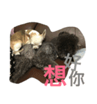 Tomoyo's DOGS（個別スタンプ：15）