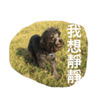 Tomoyo's DOGS（個別スタンプ：16）