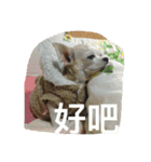 Tomoyo's DOGS（個別スタンプ：19）