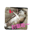 Tomoyo's DOGS（個別スタンプ：21）