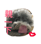 Tomoyo's DOGS（個別スタンプ：22）