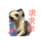 Tomoyo's DOGS（個別スタンプ：23）
