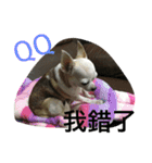 Tomoyo's DOGS（個別スタンプ：24）