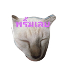 lovely thaicat（個別スタンプ：1）