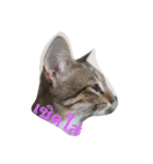 lovely thaicat（個別スタンプ：2）
