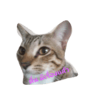 lovely thaicat（個別スタンプ：4）