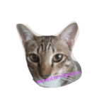 lovely thaicat（個別スタンプ：5）