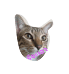lovely thaicat（個別スタンプ：6）