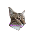 lovely thaicat（個別スタンプ：7）