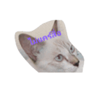 lovely thaicat（個別スタンプ：8）