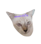 lovely thaicat（個別スタンプ：9）