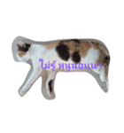 lovely thaicat（個別スタンプ：10）