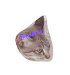 lovely thaicat（個別スタンプ：13）