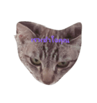 lovely thaicat（個別スタンプ：16）