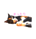 福井のぴーちゃん（個別スタンプ：3）