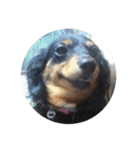 リリー犬2（個別スタンプ：1）