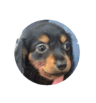 リリー犬2（個別スタンプ：2）
