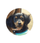 リリー犬2（個別スタンプ：3）
