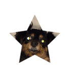 リリー犬2（個別スタンプ：4）