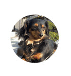 リリー犬2（個別スタンプ：6）