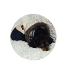 リリー犬2（個別スタンプ：7）