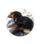 リリー犬2（個別スタンプ：8）
