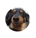 リリー犬2（個別スタンプ：16）