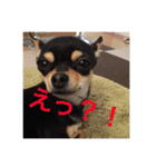 akiuさんちの愉快な仲間達（個別スタンプ：9）