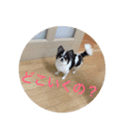 akiuさんちの愉快な仲間達（個別スタンプ：16）