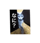 akiuさんちの愉快な仲間達（個別スタンプ：19）