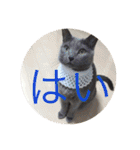 akiuさんちの愉快な仲間達（個別スタンプ：21）