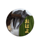 akiuさんちの愉快な仲間達（個別スタンプ：30）