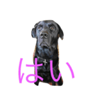 black Labrador Retriber max（個別スタンプ：1）
